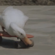 Like all great skaters, Herbie is unable to resist nibbling his board’s wheels from time to time.
